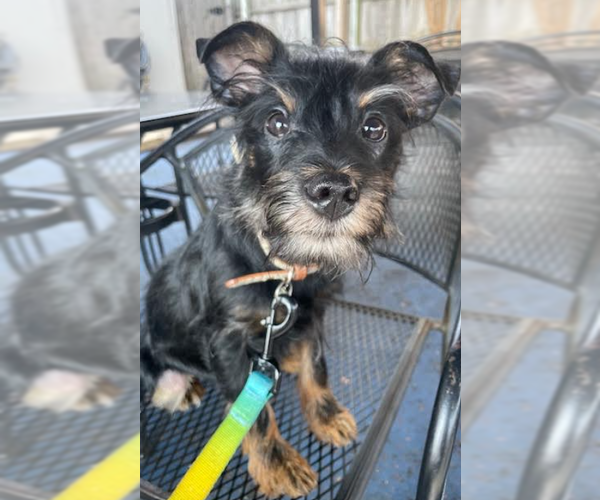 Medium Photo #1 Mutt Puppy For Sale in Cranston, RI, USA