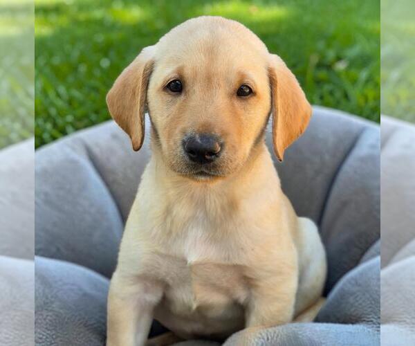 Medium Photo #2 Labrador Retriever-Unknown Mix Puppy For Sale in San Diego, CA, USA