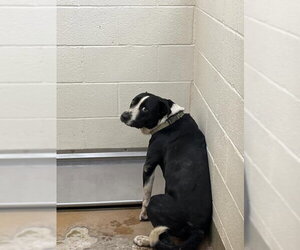 Mutt Dogs for adoption in Moreno Valley, CA, USA