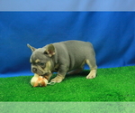 Small Photo #6 French Bulldog Puppy For Sale in HICKORY, NC, USA