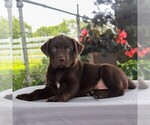 Small Photo #3 Labrador Retriever Puppy For Sale in LEBANON, PA, USA