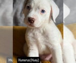 Small #1 Mutt