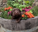 Small Photo #4 Labrador Retriever Puppy For Sale in PRESCOTT, OR, USA