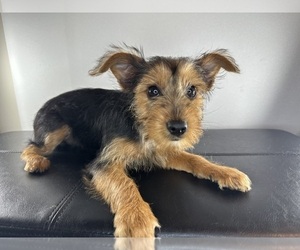 Yorkshire Terrier Puppy for sale in HYANNIS, MA, USA