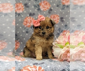 Pom-A-Poo Puppy for sale in OXFORD, PA, USA