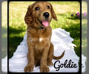Goldendoodle (Miniature) Puppy for sale in ORANGE PARK, FL, USA