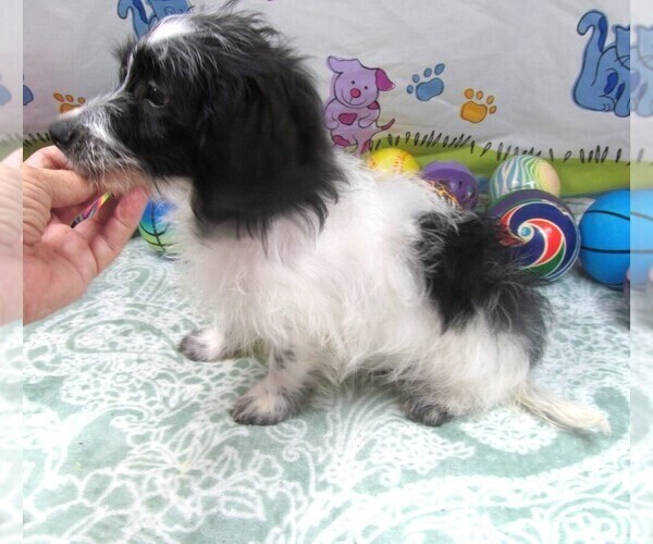 Medium Photo #7 Chiweenie-Poodle (Toy) Mix Puppy For Sale in RATTAN, OK, USA