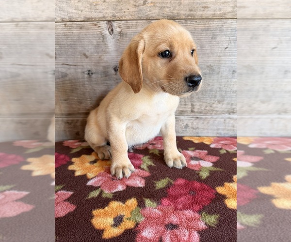 Medium Photo #13 Labrador Retriever Puppy For Sale in VERMONTVILLE, MI, USA