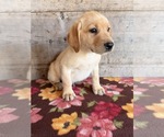 Small #12 Labrador Retriever