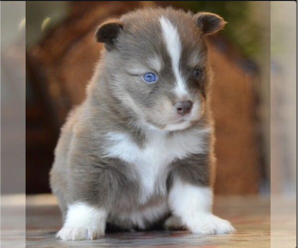 Medium Photo #3 Pomsky Puppy For Sale in DRACUT, MA, USA