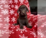 Small Photo #2 Labrador Retriever Puppy For Sale in NEOLA, WV, USA