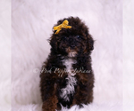 Puppy AKC Lukie Poodle (Toy)