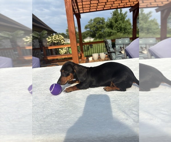 Medium Photo #4 Dachshund Puppy For Sale in GREENFIELD, IN, USA