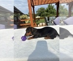 Small #3 Dachshund