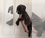 Small Photo #16 Mastiff Puppy For Sale in OLATHE, KS, USA
