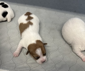 Jack Russell Terrier Puppy for sale in BELLE, MO, USA
