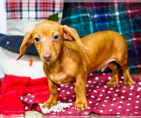 Medium Photo #1 Dachshund Puppy For Sale in WAKARUSA, IN, USA