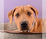Small Photo #6 Labrador Retriever-Unknown Mix Puppy For Sale in Sheridan, CO, USA