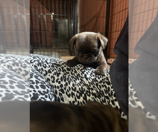 Medium Photo #83 Pug Puppy For Sale in BLOOMINGTON, IL, USA