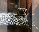 Small Photo #83 Pug Puppy For Sale in BLOOMINGTON, IL, USA