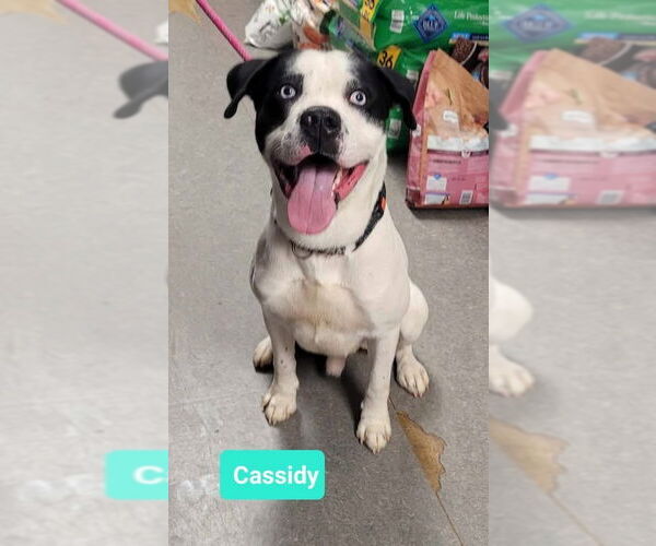 Medium Photo #1 American Pit Bull Terrier-Huskies  Mix Puppy For Sale in Richmond, IN, USA
