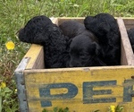 Small Photo #6 Aussiedoodle Puppy For Sale in BIRCHWOOD, TN, USA