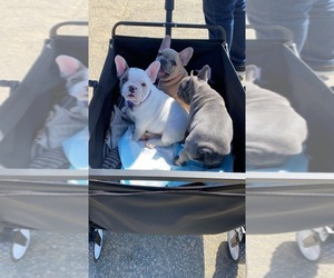 French Bulldog Puppy for Sale in SANTA CRUZ, California USA