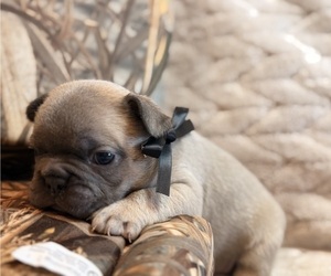 Medium French Bulldog