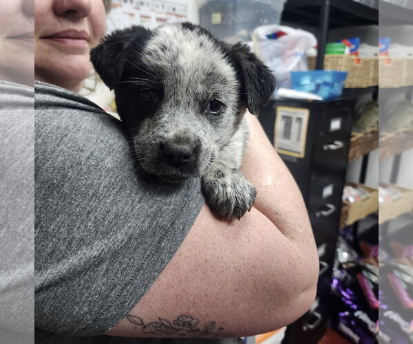 Medium Photo #2 Mutt Puppy For Sale in Fargo, ND, USA