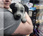 Small #1 Mutt
