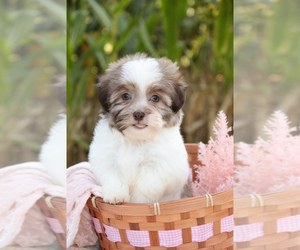Havanese Puppy for sale in SYRACUSE, IN, USA
