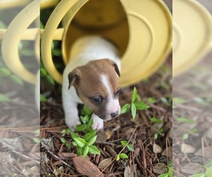 Jack Russell Terrier Puppy for sale in LEE, FL, USA