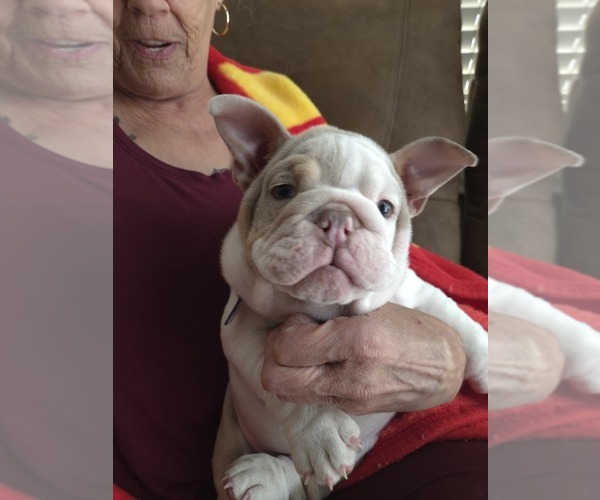 Medium Photo #16 English Bulldog Puppy For Sale in SACRAMENTO, CA, USA