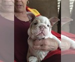 Small #15 English Bulldog