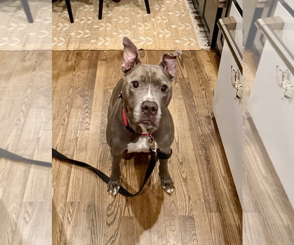 Medium Photo #10 American Pit Bull Terrier Puppy For Sale in Alexandria, VA, USA