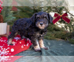 Small Photo #12 Mutt-Schnauzer (Miniature) Mix Puppy For Sale in DOVER, PA, USA