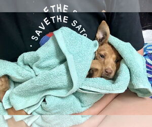 Chiweenie Dogs for adoption in Jefferson, NJ, USA