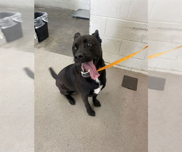 Medium Photo #1 American Pit Bull Terrier-Labrador Retriever Mix Puppy For Sale in San Bernardino, CA, USA