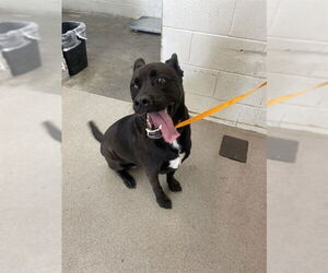 American Pit Bull Terrier-Labrador Retriever Mix Dogs for adoption in San Bernardino, CA, USA