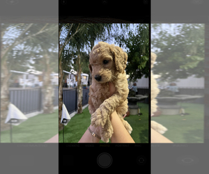 Goldendoodle Puppy for sale in WEST SACRAMENTO, CA, USA