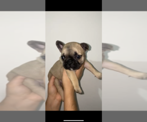 French Bulldog Puppy for sale in ORLANDO, FL, USA