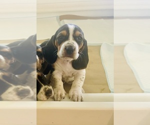 Basset Hound Puppy for Sale in MISSOURI CITY, Texas USA