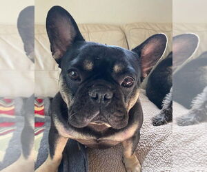 French Bulldog Dogs for adoption in Dana Point, CA, USA