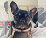 Small French Bulldog