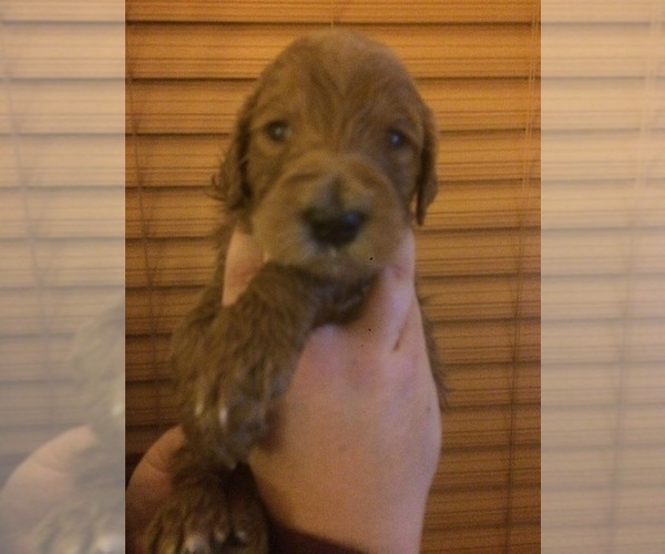 Medium Photo #1 Labradoodle Puppy For Sale in KALISPELL, MT, USA