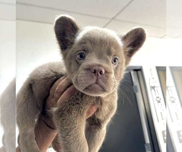 Medium Photo #4 French Bulldog Puppy For Sale in SAN ANTONIO, TX, USA
