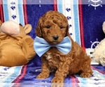 Small Photo #6 Goldendoodle Puppy For Sale in CLAY, PA, USA