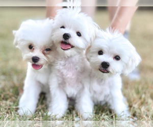 Maltipoo Puppy for sale in HOUSTON, TX, USA