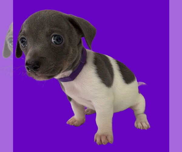 Medium Photo #4 Dachshund Puppy For Sale in Ellijay, GA, USA