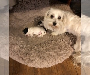 Mother of the Havanese puppies born on 12/15/2025
